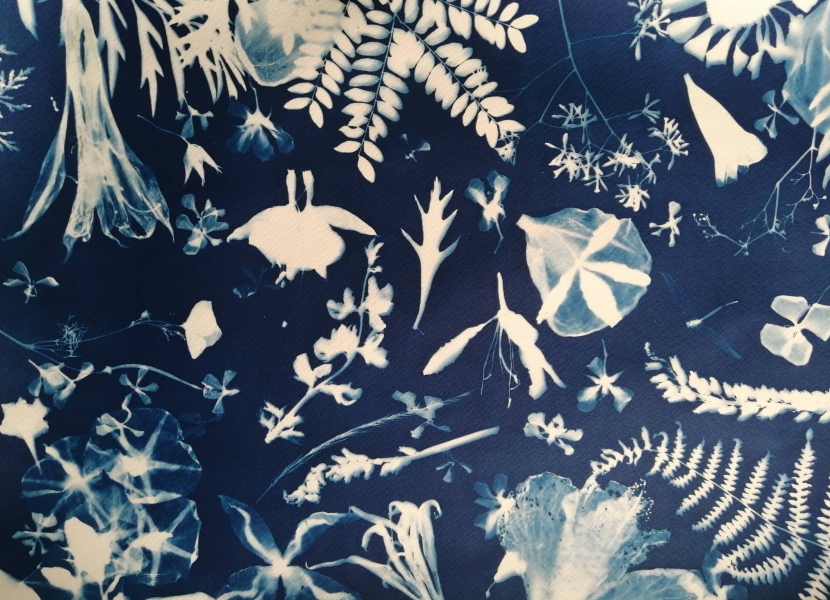 Fynbos Blues: Cyanotype Printing 3 (Ronelle van Zyl)