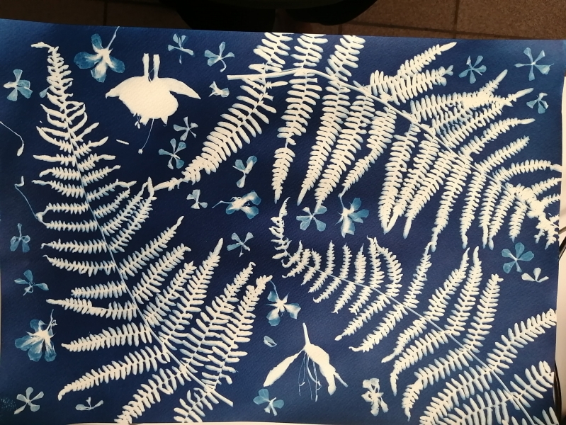 Fynbos Blues: Cyanotype Printing 3 (Ronelle van Zyl)